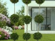 Grajewo ogłoszenia: Sprzedam tuje i krzewy ozdobne w doniczkach, różne gatunki.... - zdjęcie