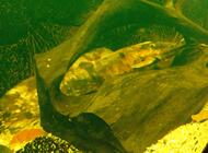Grajewo ogłoszenia: Sum Clarias 
100 zł za sztukę 
Posiadam 2 sztuki - zdjęcie