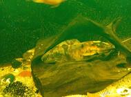 Grajewo ogłoszenia: Sum Clarias 
100 zł za sztukę 
Posiadam 2 sztuki - zdjęcie