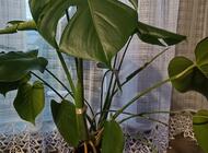 Grajewo ogłoszenia: Sprzedam kwiatki wychowane od maleńkości , Monstera i Sansevieria... - zdjęcie