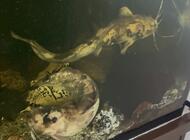 Grajewo ogłoszenia: Sum Clarias
100 zł za sztukę
Posiadam 2 sztuki - zdjęcie