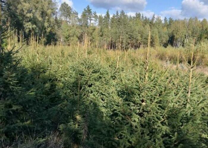 Grajewo ogłoszenia: Sprzedaż choinek - świerk pospolity i srebrny. Różna...