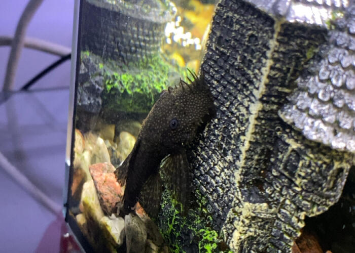 Grajewo ogłoszenia: Oddam glonojady za ptasie mleczko. 1 duży, 4 małe. Proszę...