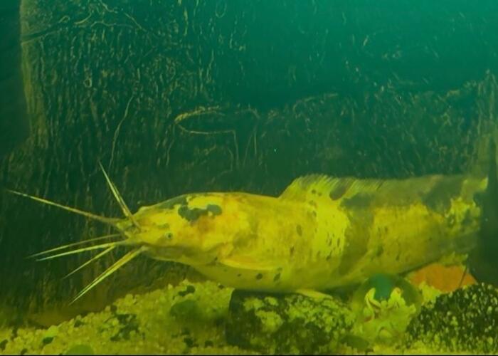 Grajewo ogłoszenia: Sum Clarias 
100 zł za sztukę 
Posiadam 2 sztuki