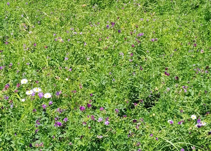 Grajewo ogłoszenia: Sprzedam lucernę z trawą drugi pokos. 
Powierzchnia 2.5 hektara....